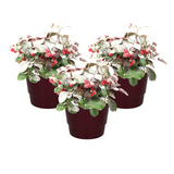 Lot de 3 Gaultheria 'Big Berry' rouge et verte