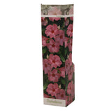 Plante Dipladenia rose