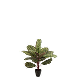 Plante paon J-Line dans un pot en plastique vert