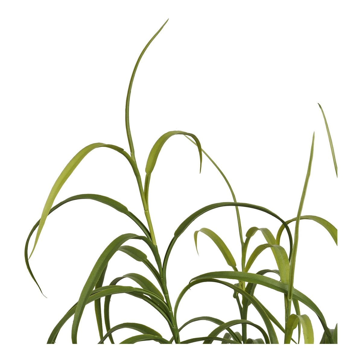 Plante décorative verte sur fond blanc