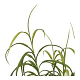 Plante décorative verte sur fond blanc