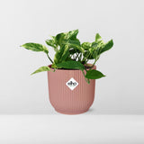 Plante Scindapsus Reine de marbre rose