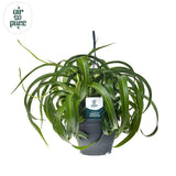 Chlorophytum com Green Bonnie Ø19 cm