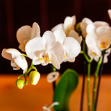Lot de 3 orchidées blanches avec pot Como et réservoir d'eau