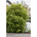 Fargesia Rufa en pot sur un balcon décoré