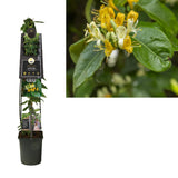 Lonicera H. «Copper Beauty» PBR +3.0 Étiquette - Ø23cm - ↕115cm