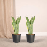 Lot de 2 Sansevieria Laurentii en pot plastique