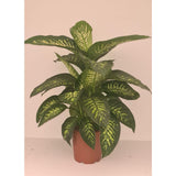 Dieffenbachia blanc et vert Ø24 cm