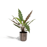 ALOCASIA LAUTERBACHIANA - Ø19CM - ↕80CM + Pot May