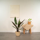 Plante alocasia lauterbachiana Ø19 cm verte