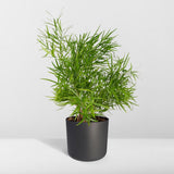 Asparagus Falcatus - Asperge ornementale - Ø17cm - ↕55cm