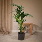 Howea Forstesiana - Kentiapalm - Ø18cm - ↕100cm