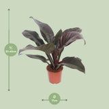 Philodendron Imperial rouge - Ø17 cm - 60 cm