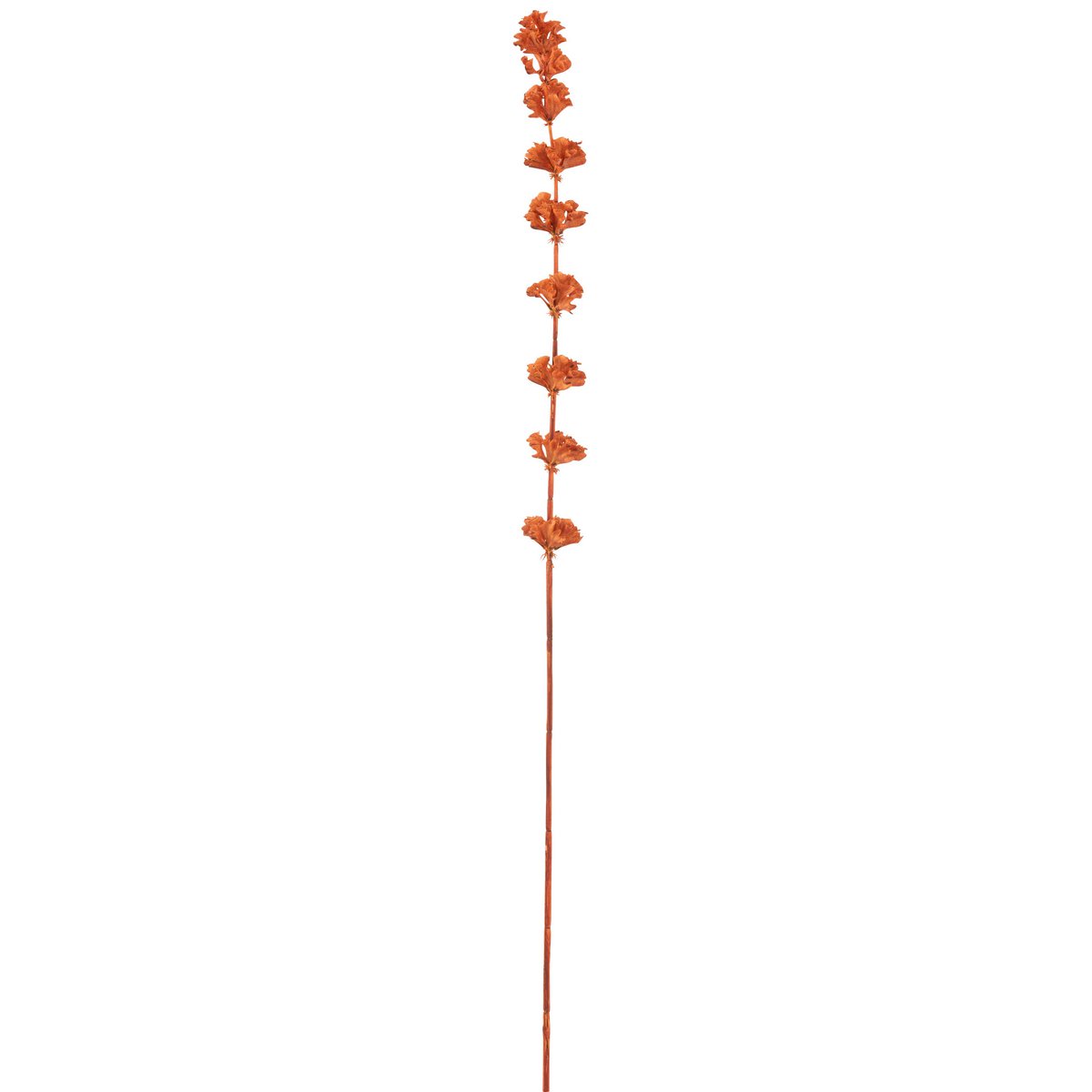 Branche Bells Of Ireland J-Line placée dans un vase, décoration intérieure
