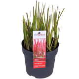 Plante Imperata cylindrica rouge - Ø19 cm - 40 cm