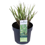 Miscanthus sinensis Strress - Ø 23. - ↕60cm - Ø19 - ↨50cm