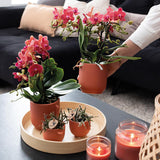 Lot de 2 orchidées Phalaenopsis rouges en pot terre cuite