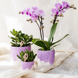 Lot de 3 cache-pots violets en résine Bloom 6 cm 9 cm 12 cm