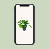 SCINDAPSUS Picture Trebie - Ø12cm - ↕20cm