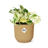 Plante Epipremnum Pinnatum Happy Leaf avec cache-pot jaune