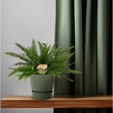 Nephrolepis Lady verte en pot Ø17 cm hauteur 40 cm
