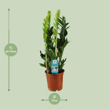 Zamioculcas zamiifolia - Ø17cm - ↕65cm