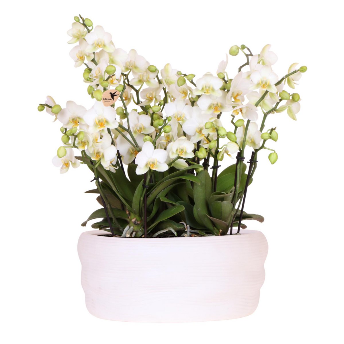 Orchidées de Colibl dans un pot Como élégant et moderne