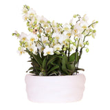 Orchidées de Colibl dans un pot Como élégant et moderne