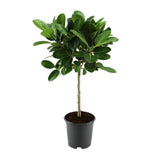 Ficus Benghalensis Petite Audrey - Ø21cm - ↕75cm