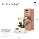 Ensemble de plantes Slow Living orchidée blanche et succulentes en céramique