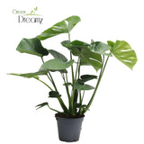 Delicious Monstera Tauerii - Ø17cm - ↕65cm