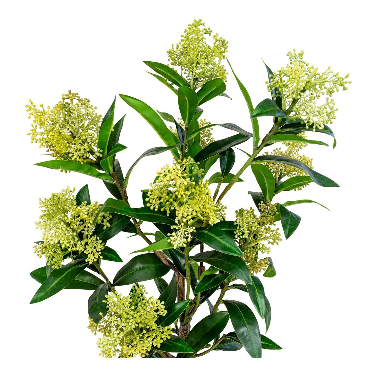 Vue rapprochée des boutons floraux de l'arbre Skimmia