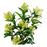 Vue rapprochée des boutons floraux de l'arbre Skimmia