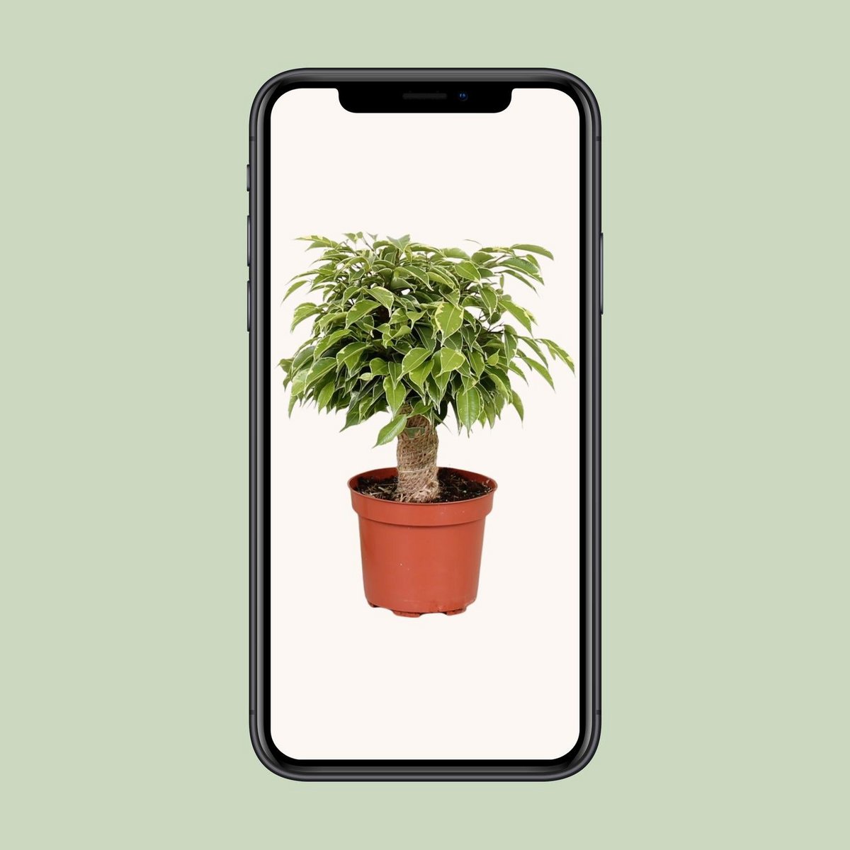 Ficus Benjamina Kinky dans un intérieur élégant