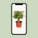 Ficus Benjamina Kinky dans un intérieur élégant