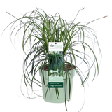 Carex Ribbon Falls - Ø23cm - ↕60cm - Ø23 - ↨60cm
