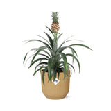 Plante ananas Mon Ami jaune