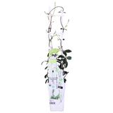 2x - Trachelospermum 'Star of Venice' - ↨65cm - Ø15