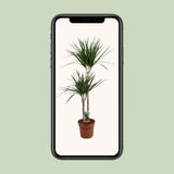 Dracaena Marginata - Ø19cm - ↕110cm