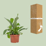 Plante Platycerium Ø12 cm hauteur 23 cm