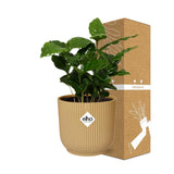 Coffea arabica jaune 14 cm