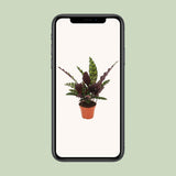 Calathea marqué - Ø12cm - ↕50cm