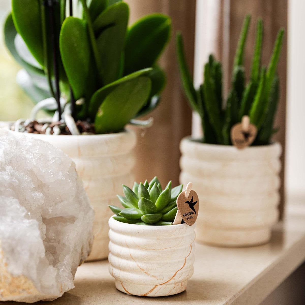 Ensemble de plantes Slow Living avec orchidée blanche et succulentes sur plateau blanc