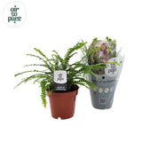 Nephrolepis Duffi 12 cm