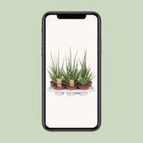 Sansevieria gracilis gris - Ø14 cm - 55 cm
