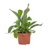Plante Platycerium Ø12 cm hauteur 23 cm