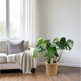 Monstera en panier en osier naturel