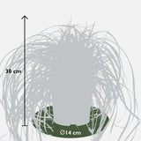 Carex Hachijoensis Evergold - Ø19cm - ↕40cm - Ø14 - ↨30cm