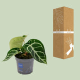 Anthurium Clarinerdium - Ø12 cm - ↕20cm