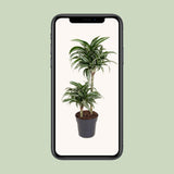 Dracaena Jade Jewel 45-15 - Ø19cm - ↕80cm